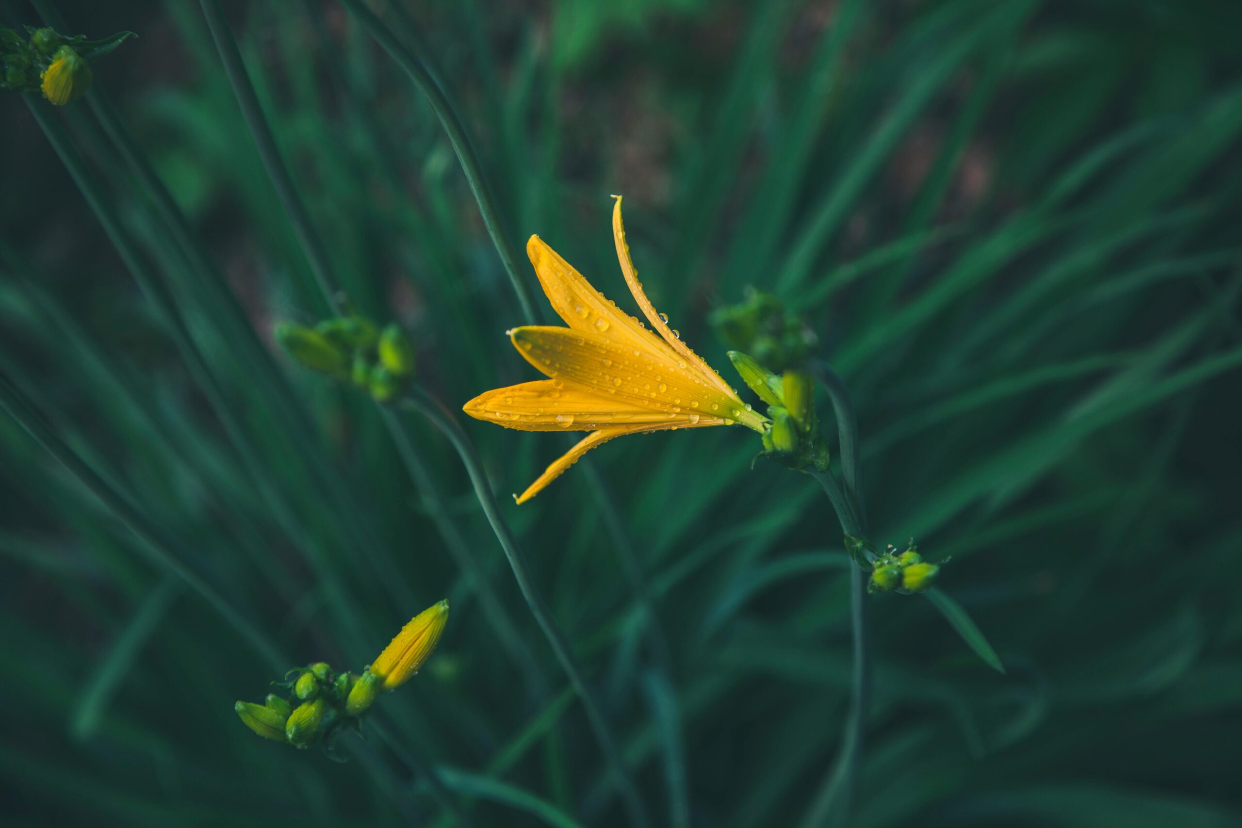 The Breeze of Sunshine